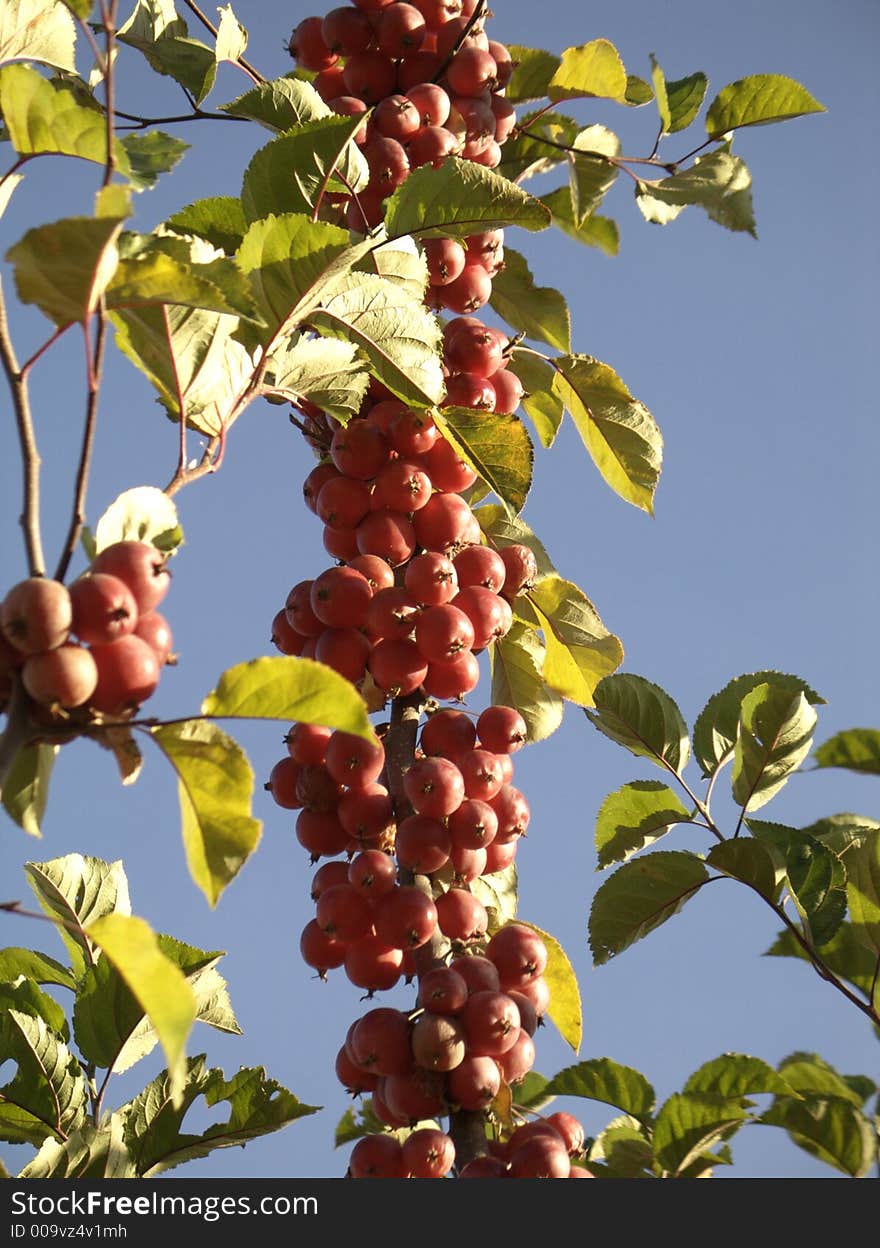 Ripe crab apples hanging on tree in sunlight