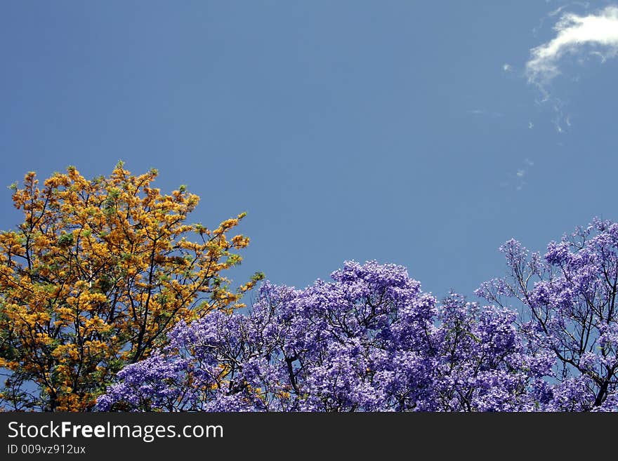 Blooming Trees With Yellow And Purple Blossoms In Front Of Clear Blue Sky, Background. Blooming Trees With Yellow And Purple Blossoms In Front Of Clear Blue Sky, Background