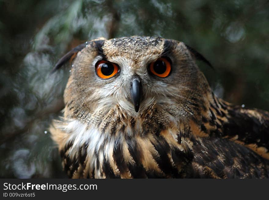 African Eagle Owl