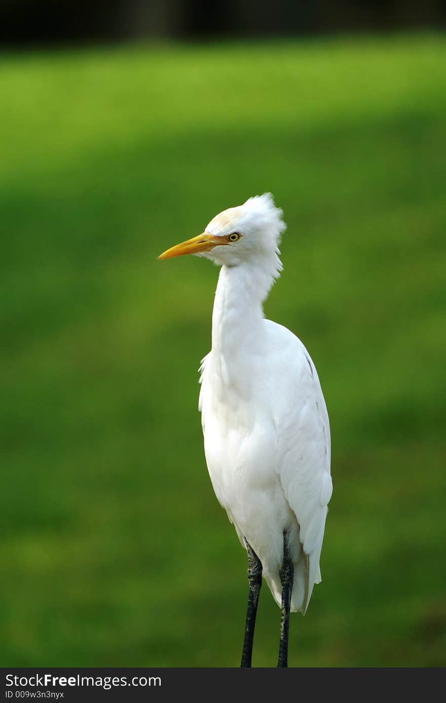 Great white egret in field