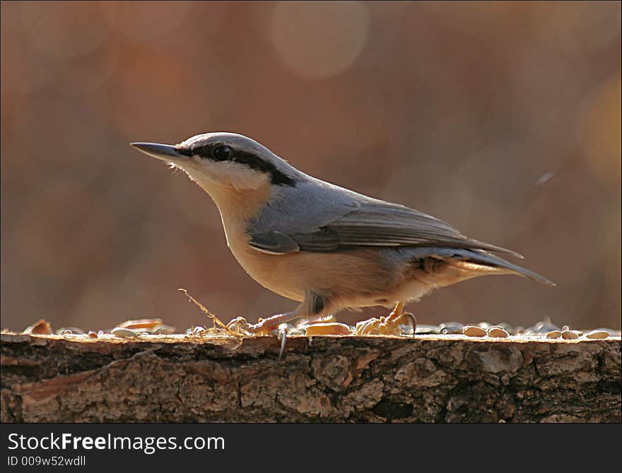 A nuthatch is sitting at the feeder