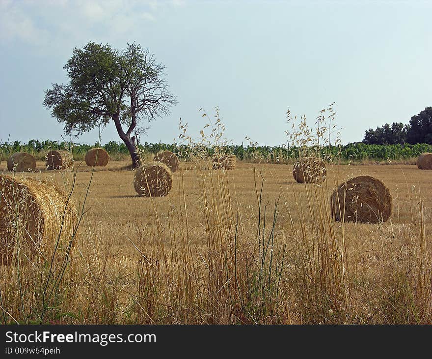 Tuscany countryside view