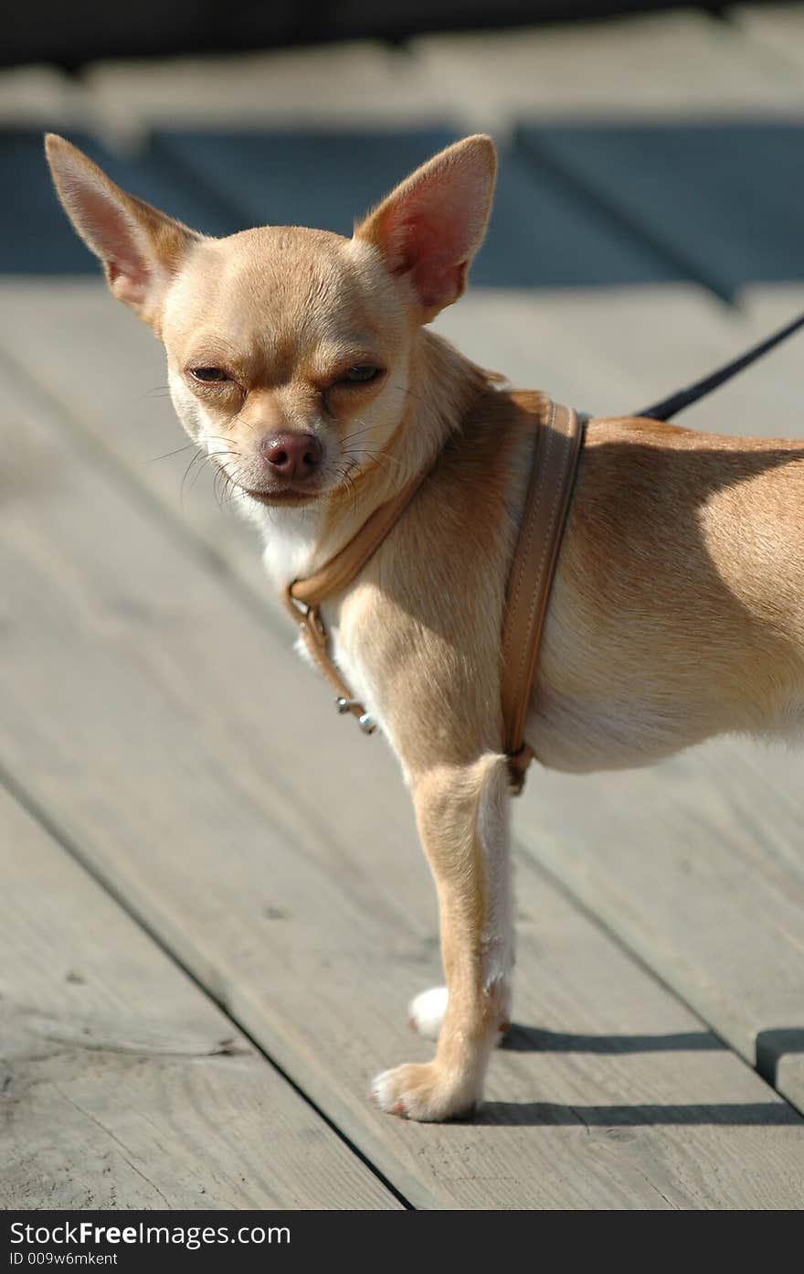 Small Dog, Big Ears