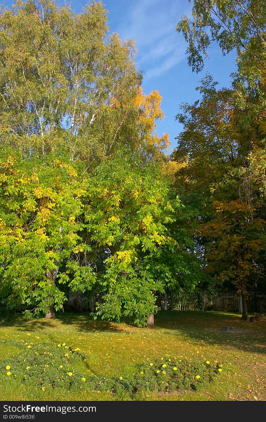 Birches, ashes, a linden and a bed in city park. Birches, ashes, a linden and a bed in city park