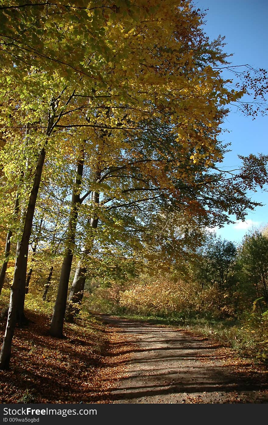 In the autumn in forest. In the autumn in forest