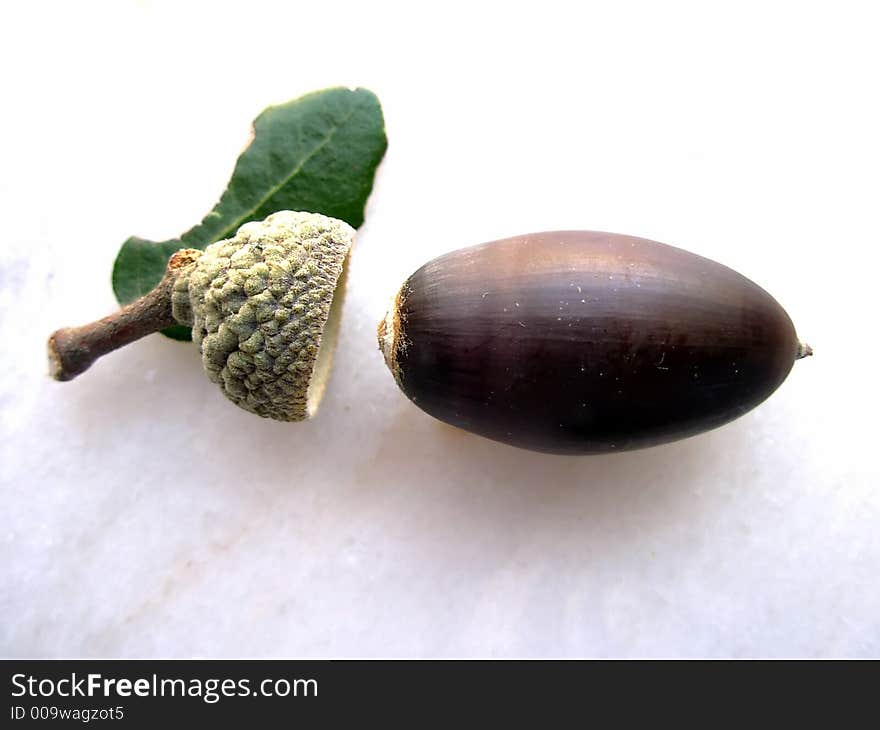 Mature Oak Acorn I