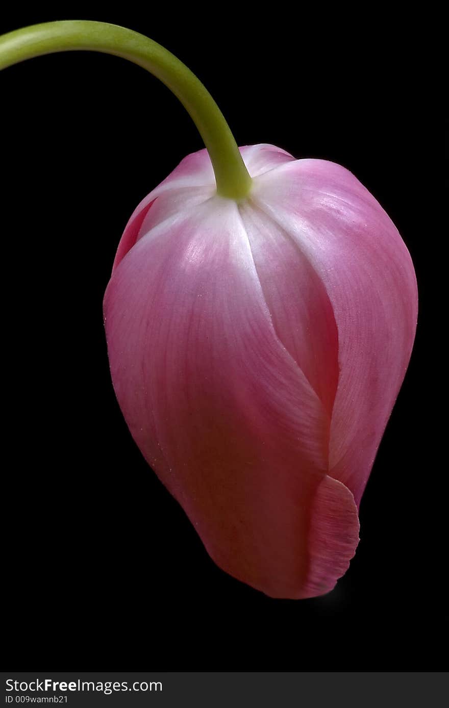 Leaning tulip