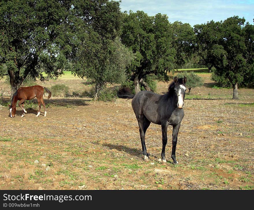 Portrait of a horse with a farm in the background