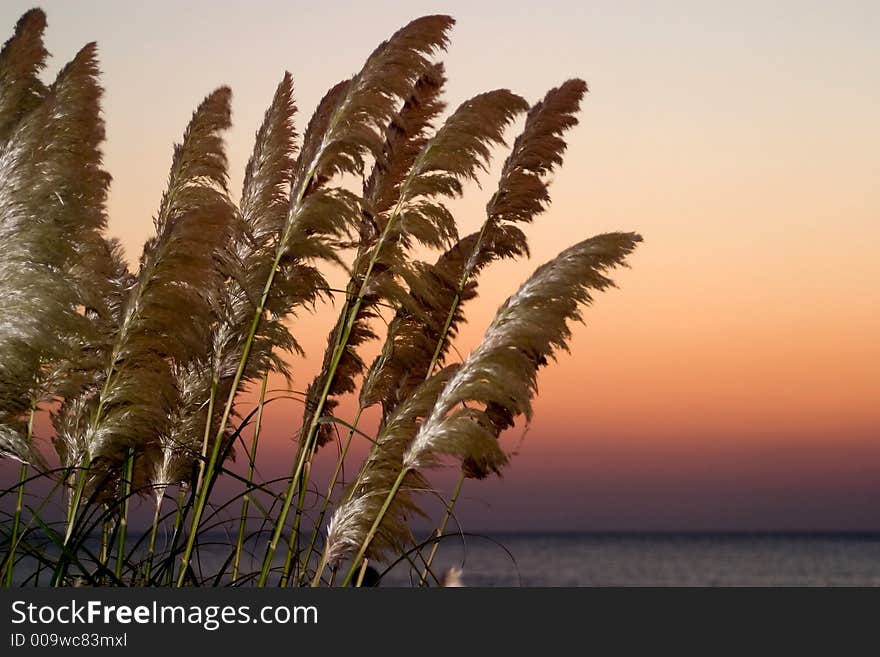 Wheat On Beach