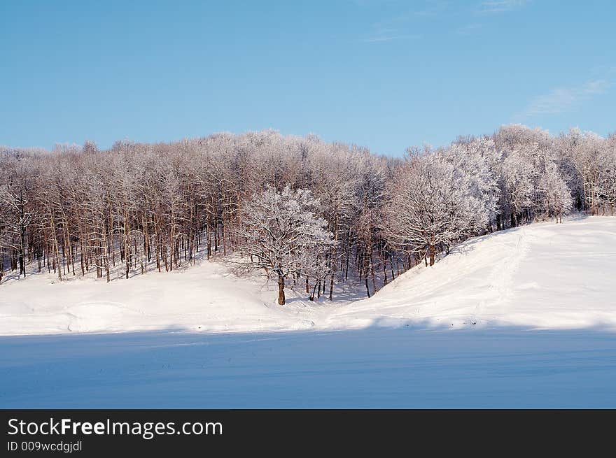 Winter forest