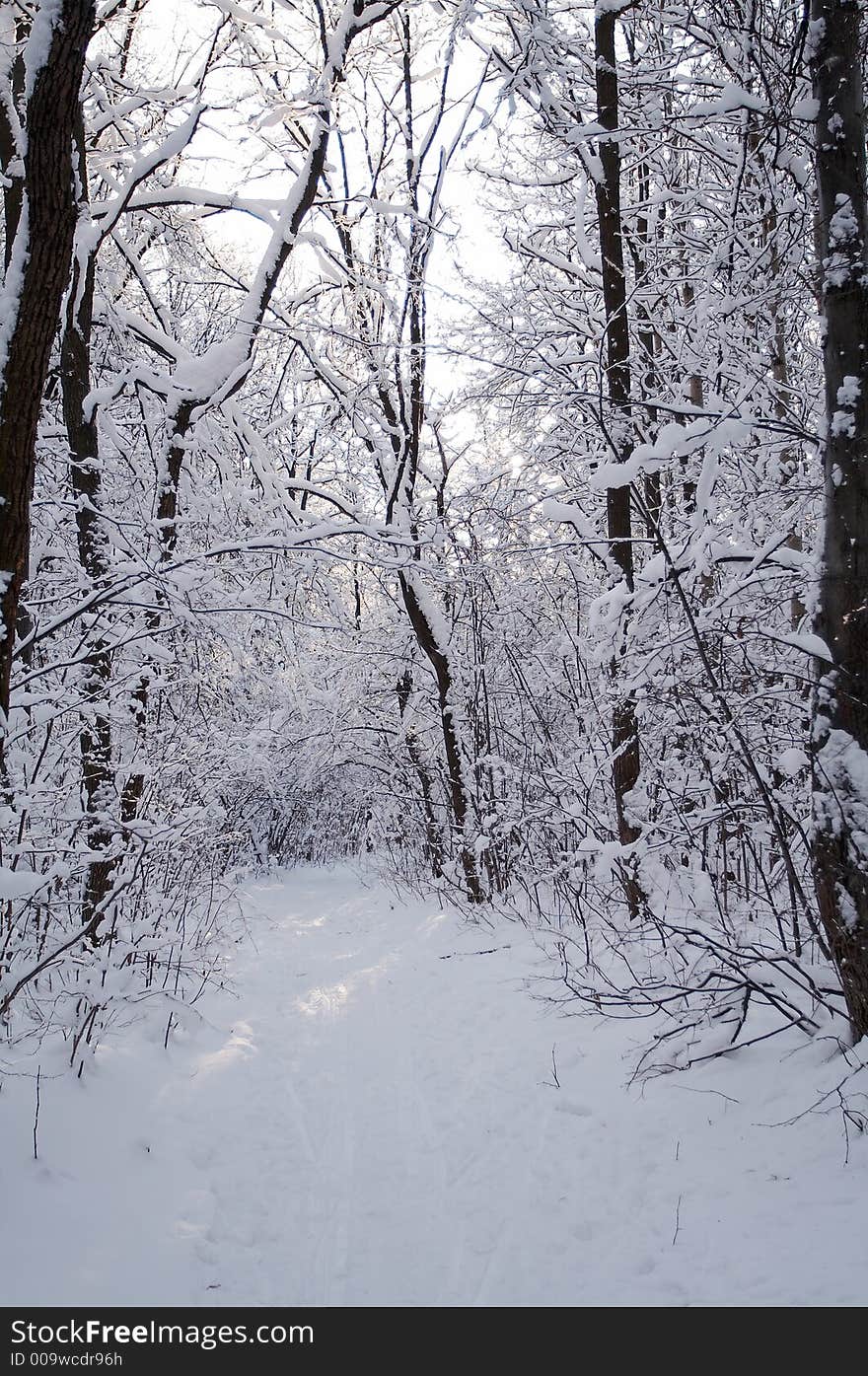 Trees in snow in winter, Russia. Trees in snow in winter, Russia