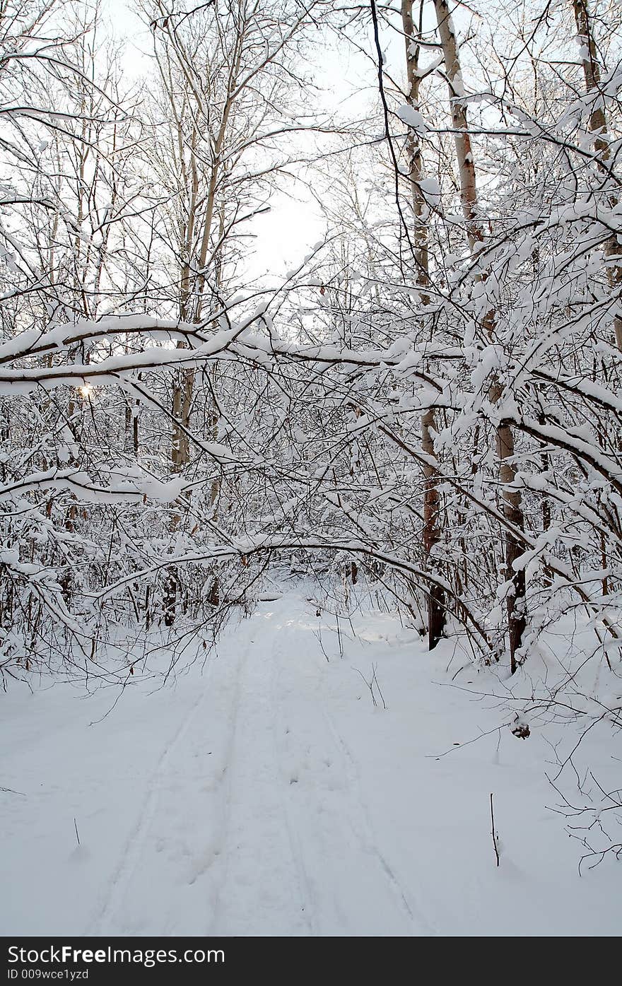 Winter forest