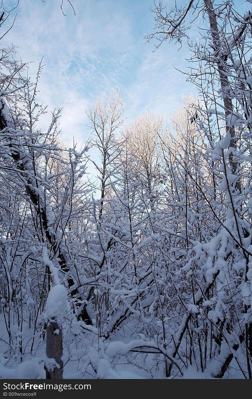 Winter forest