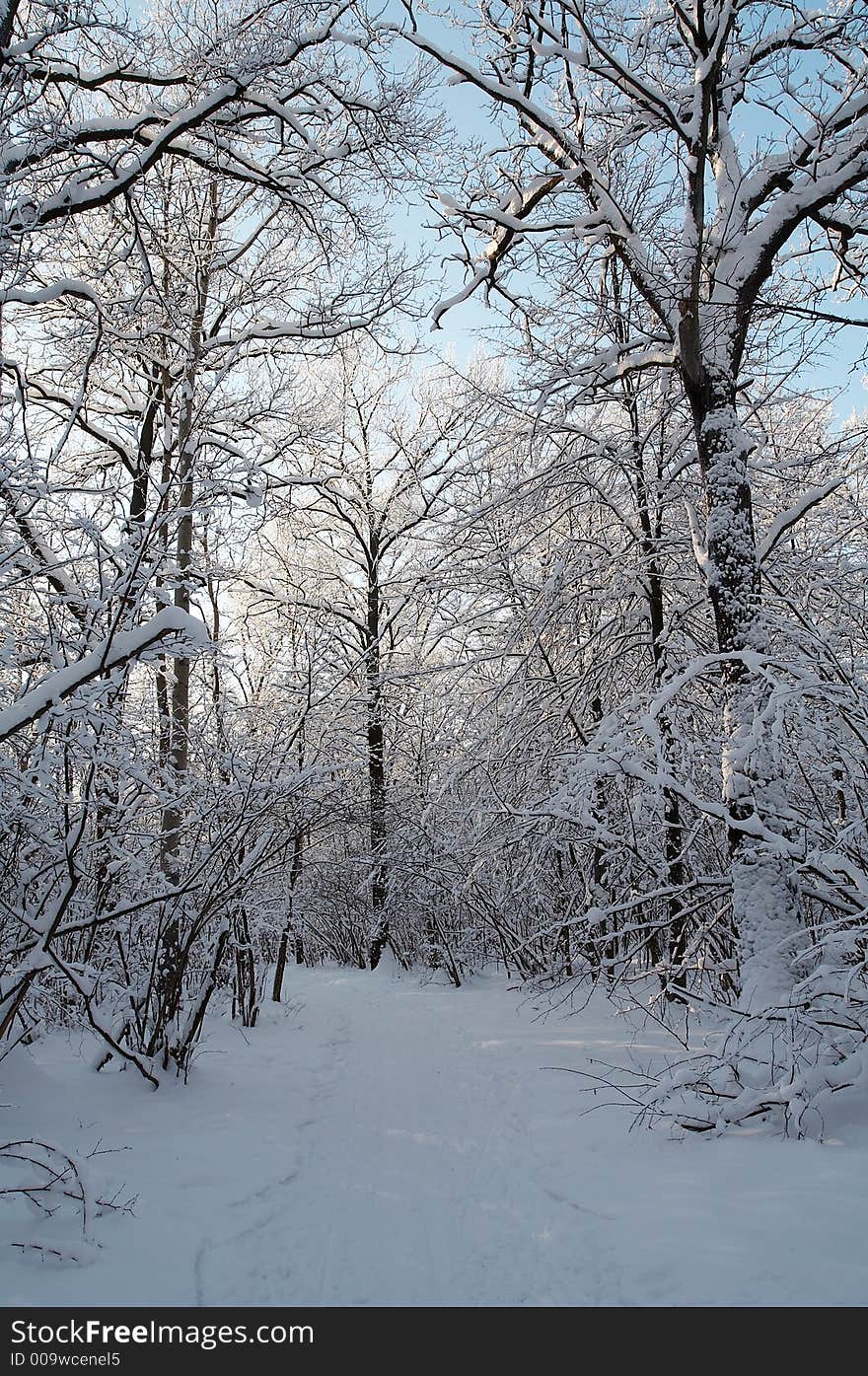 Trees in snow in winter, Russia. Trees in snow in winter, Russia