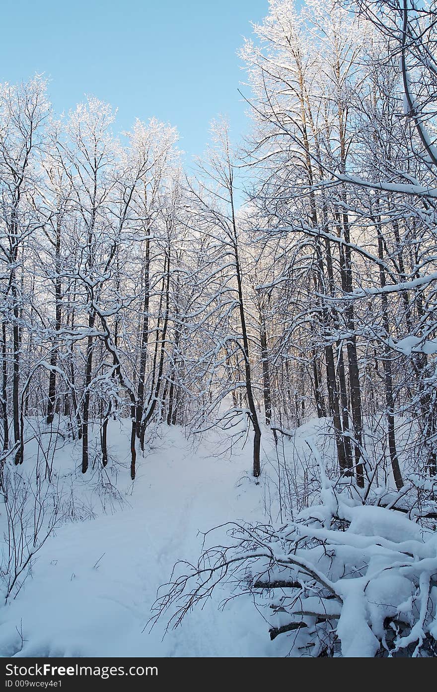 Trees in snow in winter, Russia. Trees in snow in winter, Russia