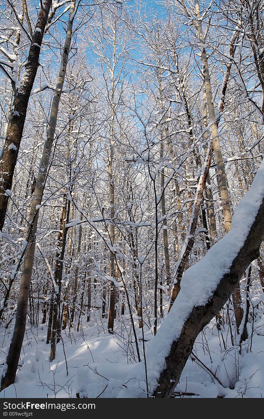 Trees in snow in winter, Russia. Trees in snow in winter, Russia