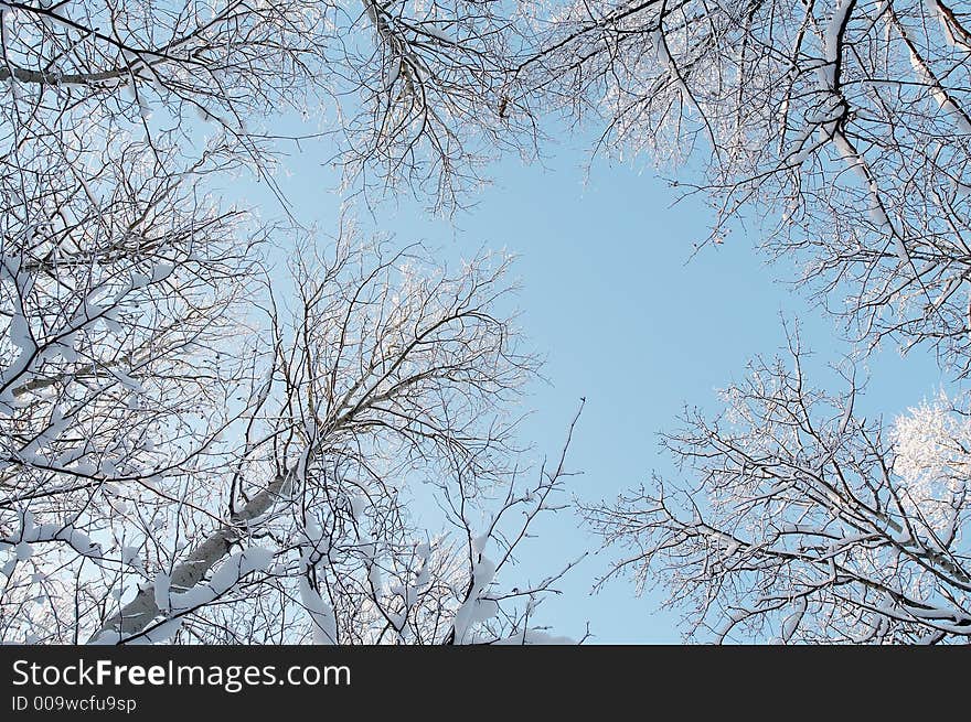 Winter Forest