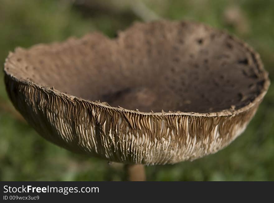 Wild english forest mushrooms growing in autumn, macro closeup with copy space