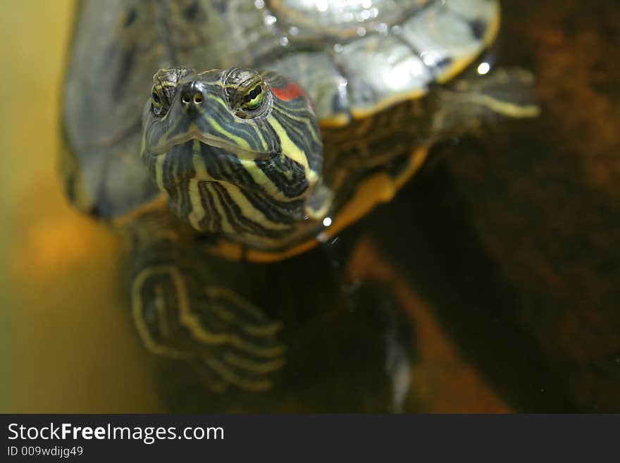 Close up of a turtle. Close up of a turtle