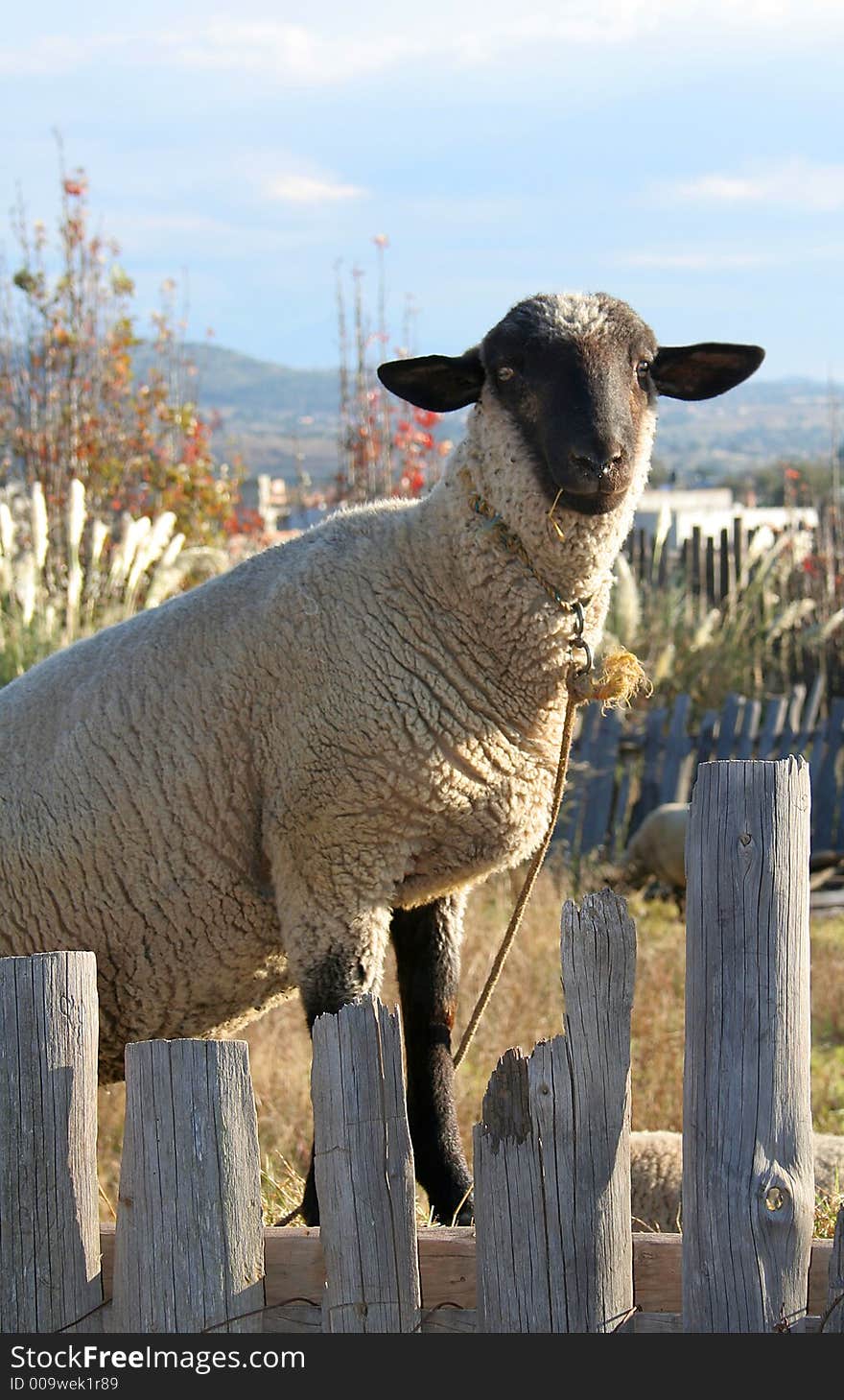 Sheep standing in a fence. Sheep standing in a fence