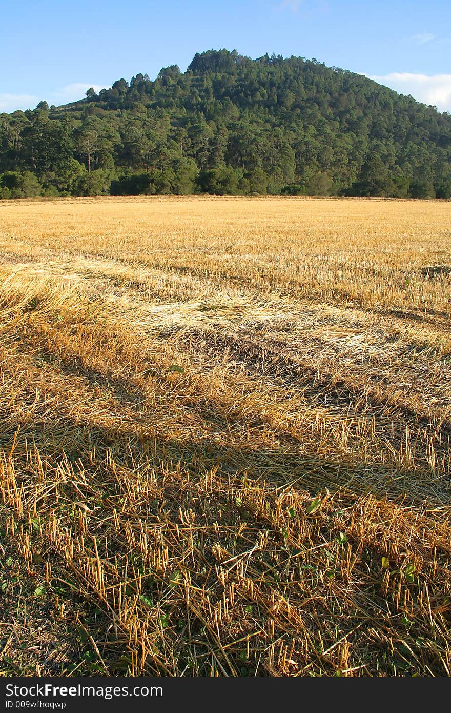 View of a golden reaped field and hill