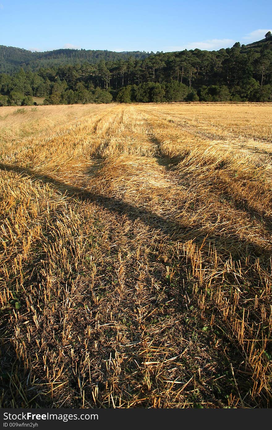 View of a golden reaped field