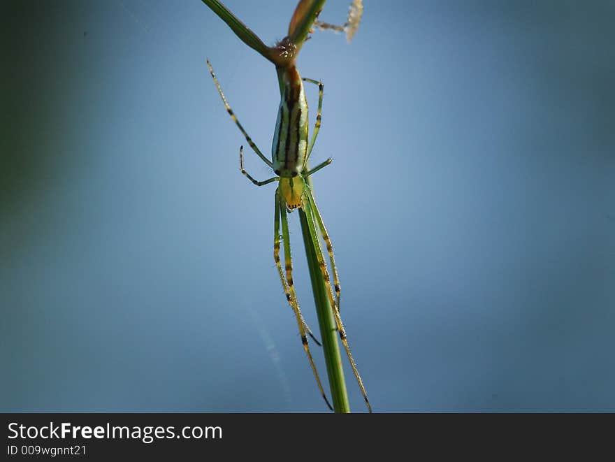 nature spider