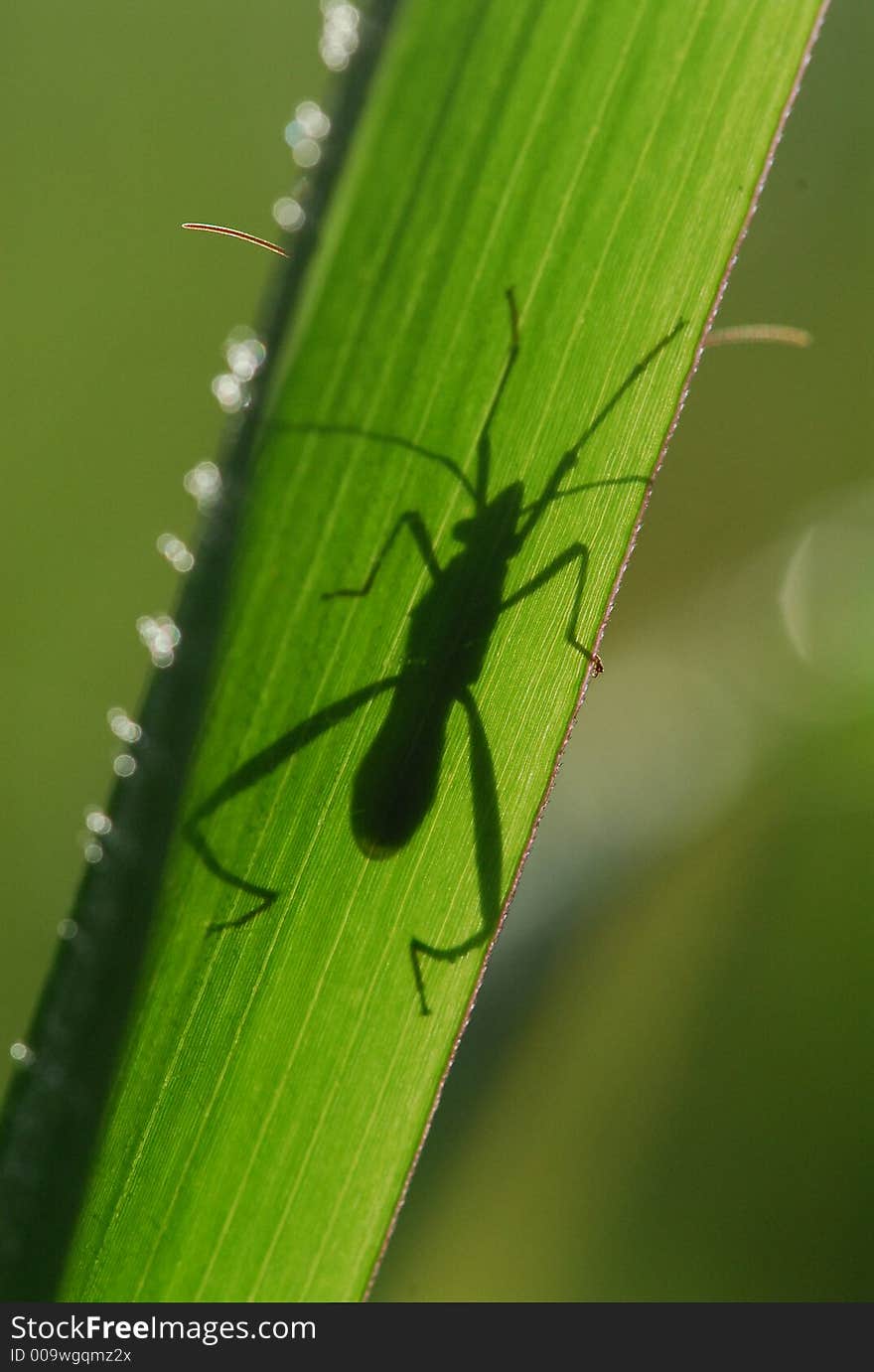 Nature Insect