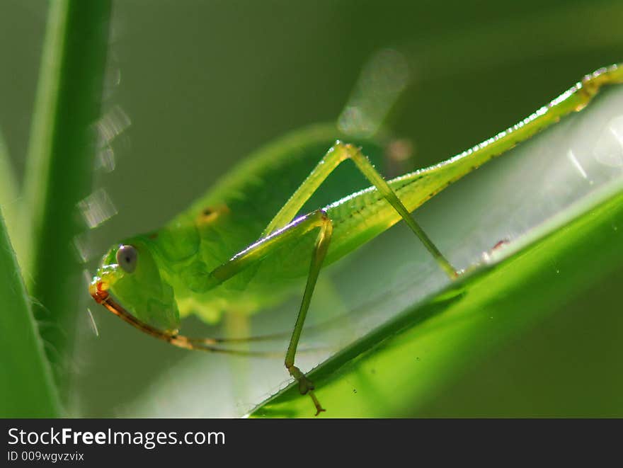 nature grasshopper