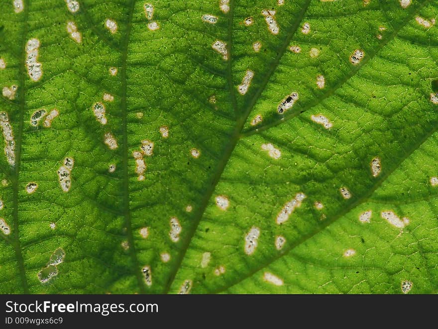 nature leaf