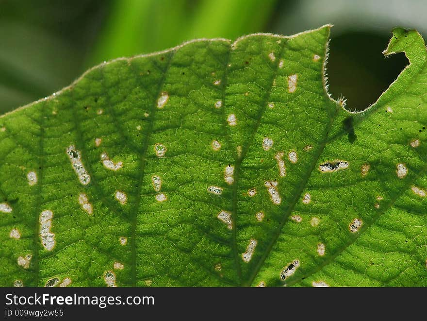 nature Leaf