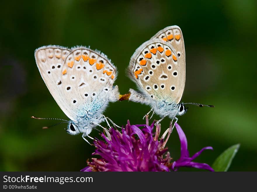 Butterfly mating on a flower. Butterfly mating on a flower