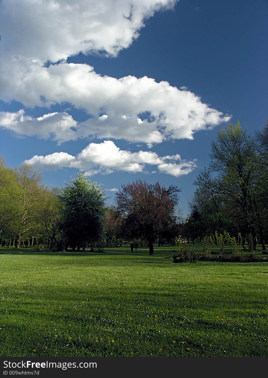 Meadow in a park with trees