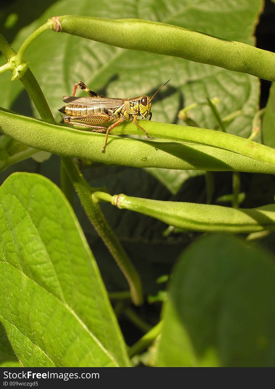 Bean Stalker 1