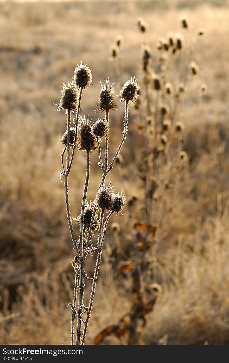 First Frost Thistle