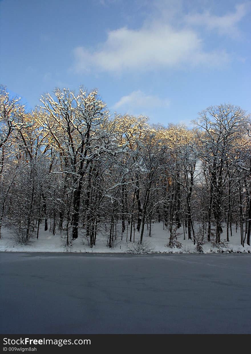 Trees in winter with sunlit upper branches