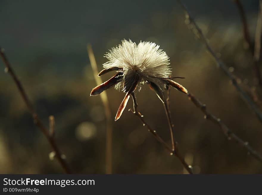 Flower in the Andes mountain. Flower in the Andes mountain