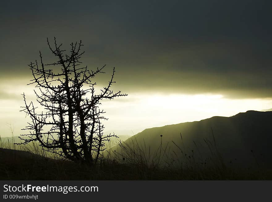 Tree silhouette of evening