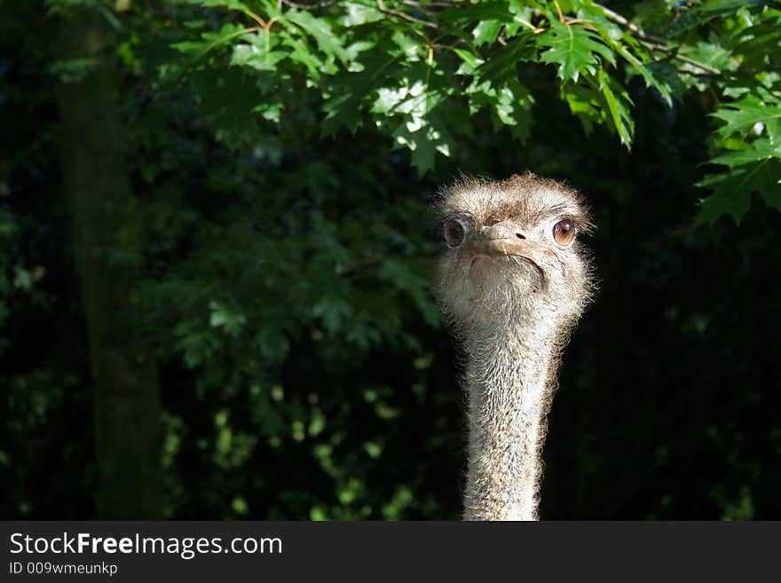 Ostrich