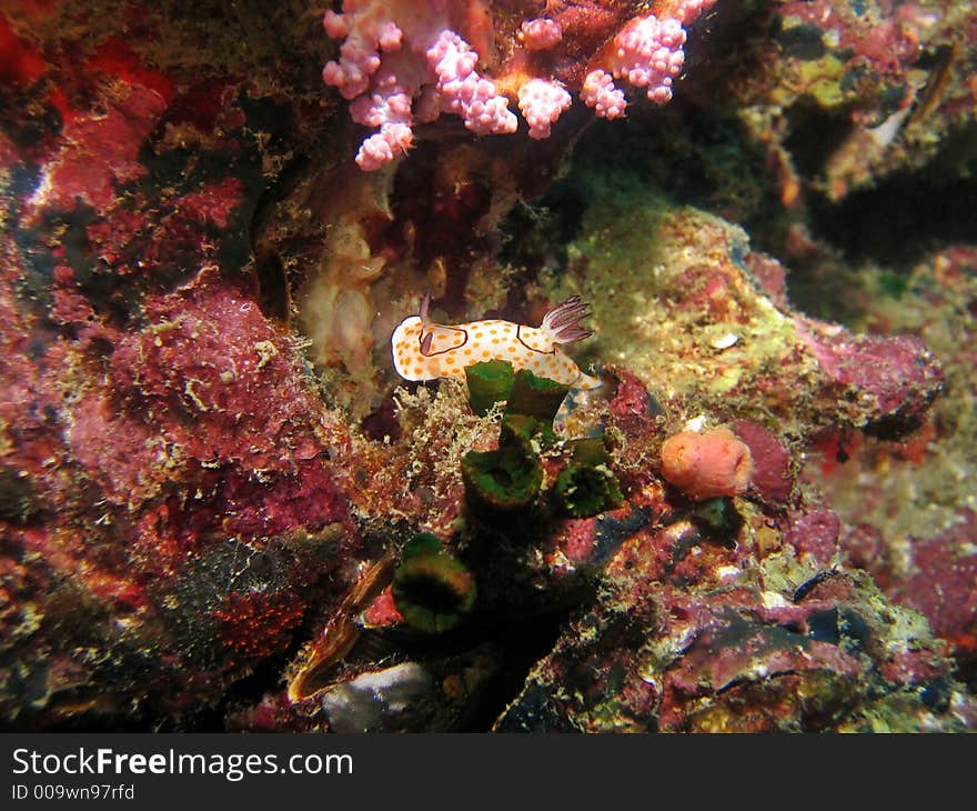 Ringed Chromodoris (Chromodoris annulata) found in the Andaman Sea. Ringed Chromodoris (Chromodoris annulata) found in the Andaman Sea