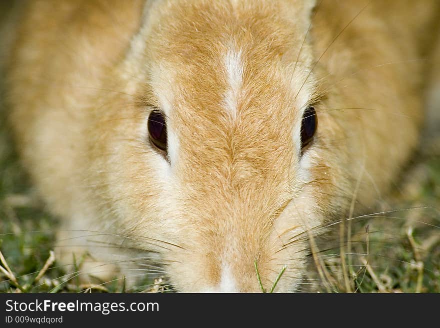 A close up of rabbit looking into the camera. A close up of rabbit looking into the camera