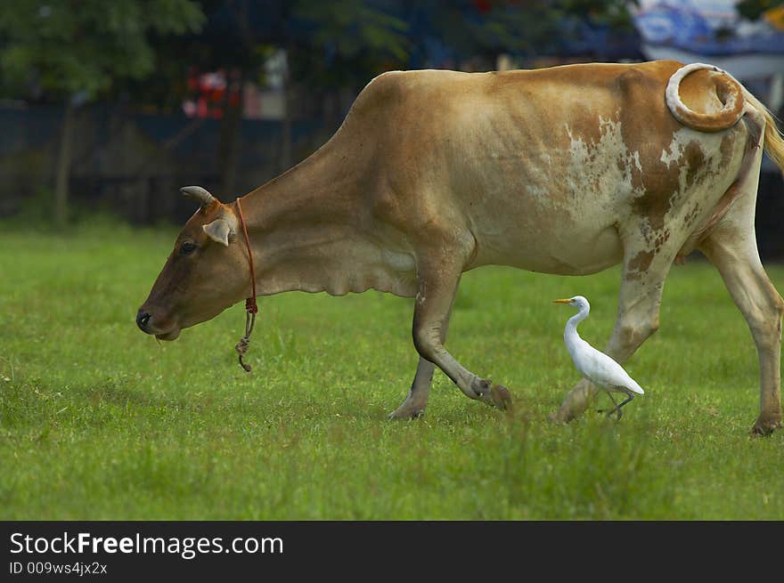 Cow and heron. Fragment from countryside life. Cow and heron. Fragment from countryside life