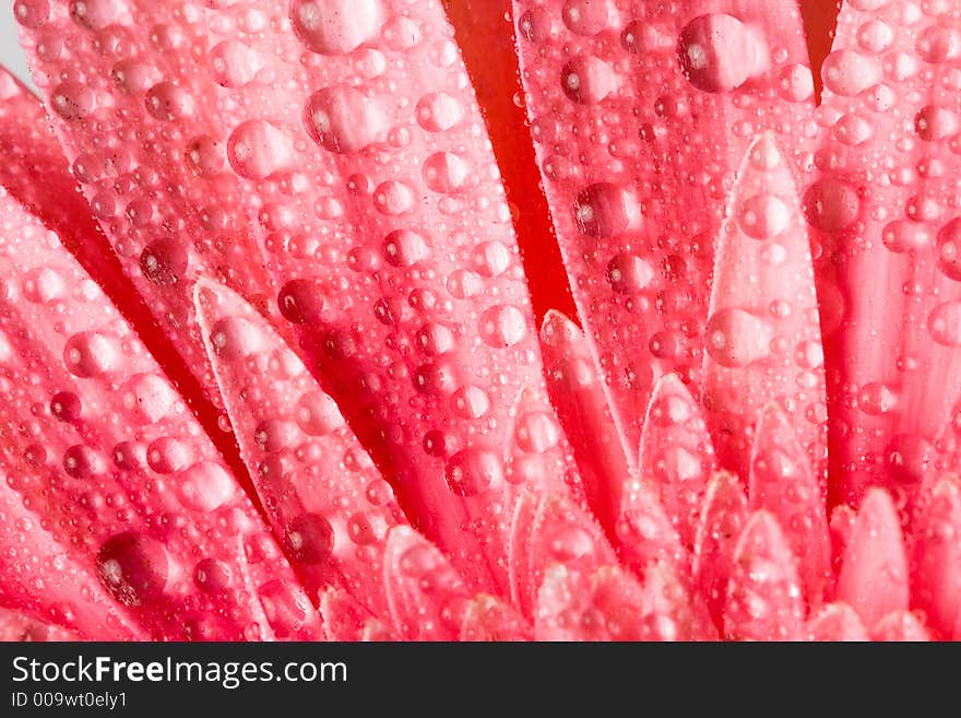 Closeup of pink daisy with water droplets. Closeup of pink daisy with water droplets