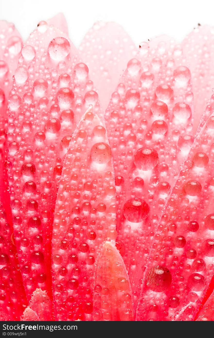 Closeup of pink daisy with water droplets. Closeup of pink daisy with water droplets