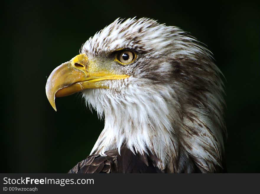 The hunter, Bald Eagle, American Emblem,