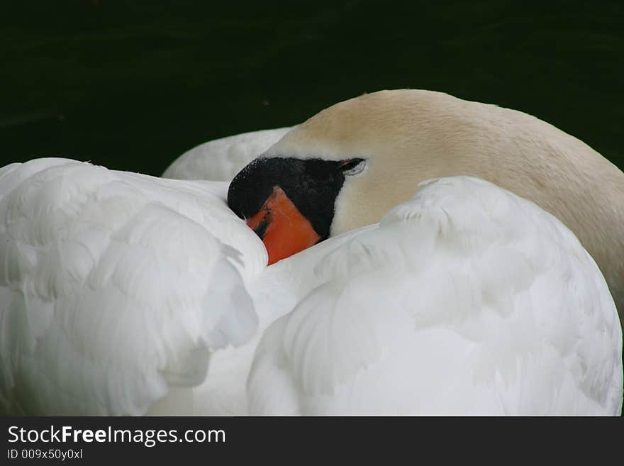 Sleeping swan