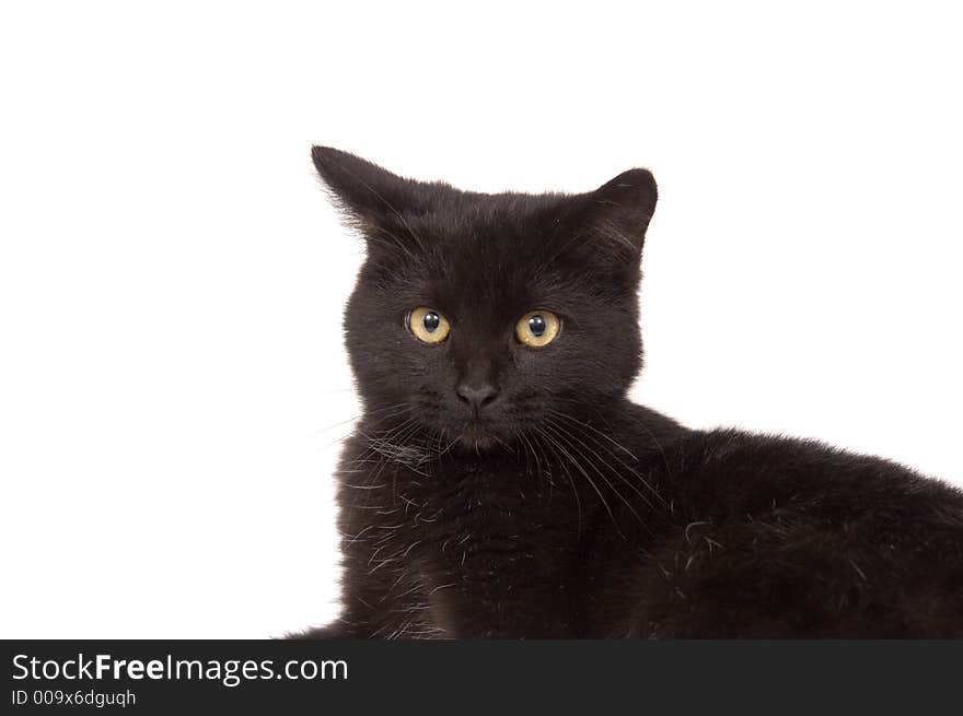 Face Of A Black Cat