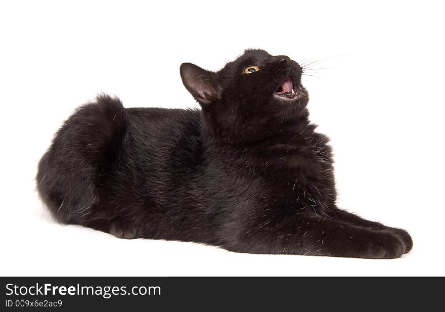 Black cat laying down, looking up and meowing