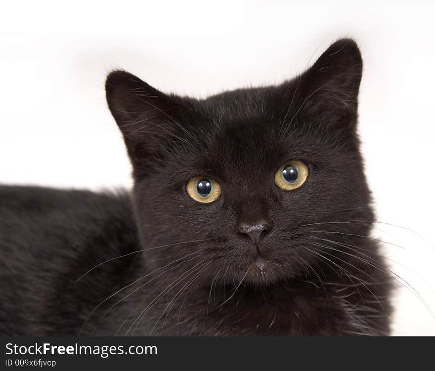 Face of a black cat