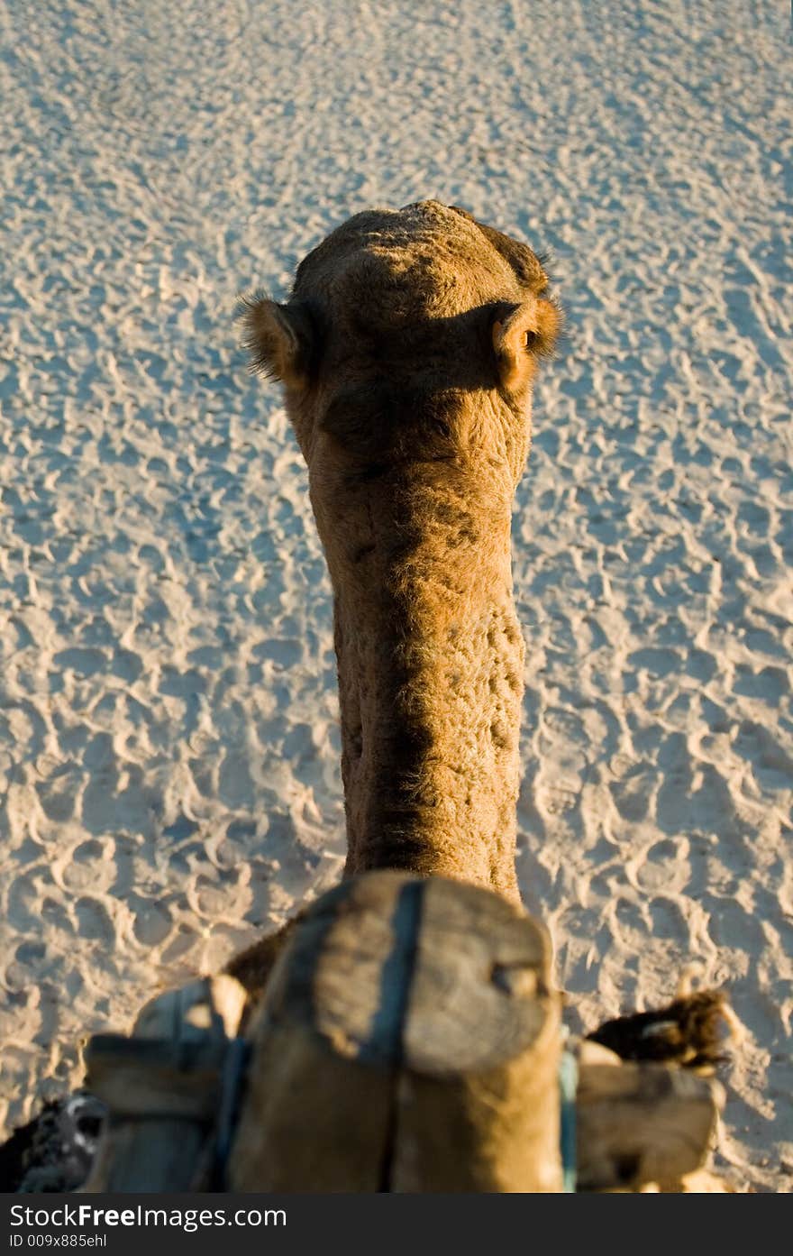 Camel riding during sunset - a view from first person perspective, Sahara desert, Tunisia. Camel riding during sunset - a view from first person perspective, Sahara desert, Tunisia